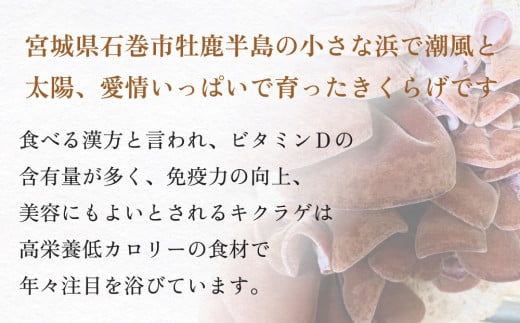 ＜ 期間限定 ＞漁師がつくる 金華 きくらげ 生と乾燥 食べ比べ 合計約190g 生きくらげ 乾燥きくらげ キクラゲ 木耳 きのこ 乾燥 国産 食物繊維 野菜