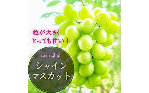 【令和7年産先行受付】中山町の至高！山形県中山町厳選フルーツ定期便　全6回