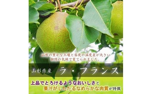 【令和7年産先行受付】中山町の至高！山形県中山町厳選フルーツ定期便　全6回