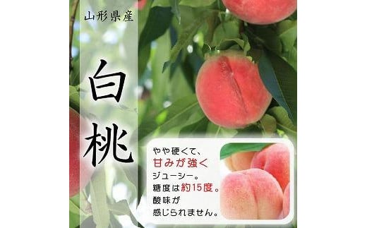 【令和7年産先行受付】中山町の至高！山形県中山町厳選フルーツ定期便　全6回