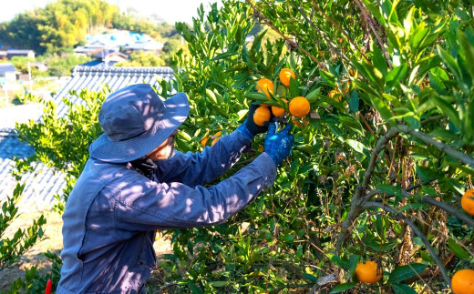 果実の状態を見ながら、一つひとつ丁寧に収穫しています。