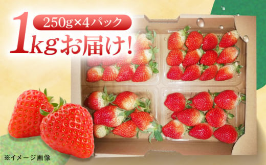 ＜2024年11月中旬～発送＞長崎県産いちご ゆめの香 約1kg（250g×4パック）長崎県/わたる農園 [42AABB001]