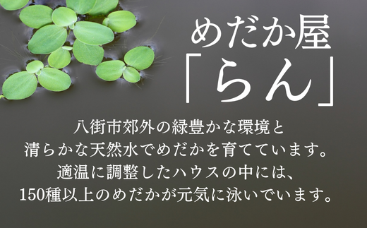 【月弓（つくゆみ）】５種から選べる美しき改良めだか（２ペア＋死着保証１匹）