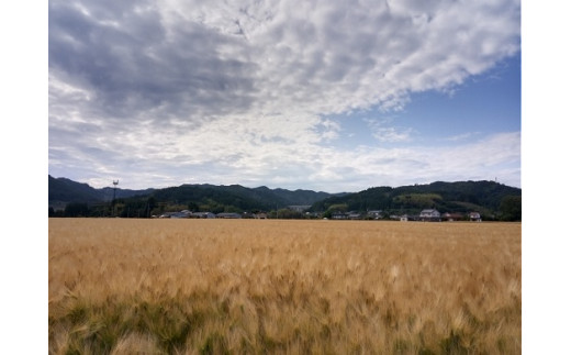 玖珠町産もち麦250g入り袋×6個 もち麦 九州 大分県 玖珠町 寒冷地 栽培 甘み 風味 特産品 麦ご飯 炊き方 白米 チャーハン カレー 雑炊 アレンジ 料理 玄米 栄養 健康 食物繊維 ヘルシー 炊飯器 釜 炊飯 米料理 ご飯