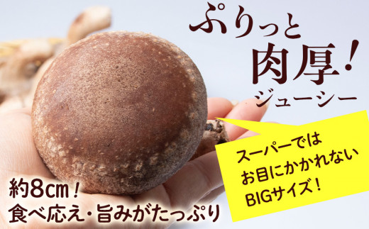 菌床 生しいたけ 900g×2 大きい 肉厚 シイタケ 椎茸 生椎茸 生シイタケ 千歳 北海道 《 あしだファーム 》