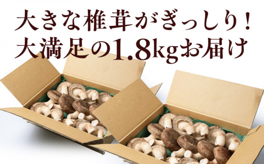 菌床 生しいたけ 900g×2 大きい 肉厚 シイタケ 椎茸 生椎茸 生シイタケ 千歳 北海道 《 あしだファーム 》