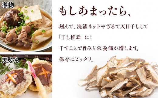 菌床 生しいたけ 900g×2 大きい 肉厚 シイタケ 椎茸 生椎茸 生シイタケ 千歳 北海道 《 あしだファーム 》