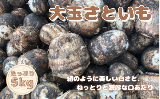 令和6年産 五泉産 大玉さといも 5㎏（2L以上） 新潟県 五泉市 ファームみなみの郷　[2024年11月中旬以降順次発送]