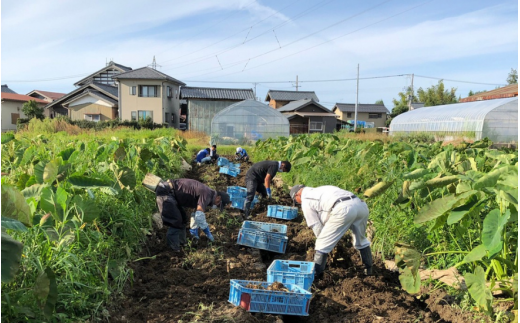 令和6年産 五泉産 大玉さといも 5㎏（2L以上） 新潟県 五泉市 ファームみなみの郷　[2024年11月中旬以降順次発送]