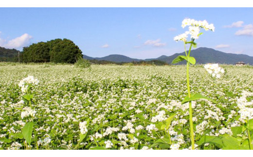 ＜お中元熨斗付＞茨城県産【 常陸秋そば 】 そば打ち チャレンジセット 〈 手打ちそば テキスト付〉 お中元 御中元 そば 蕎麦 国産 農家直送 [BE017sa]