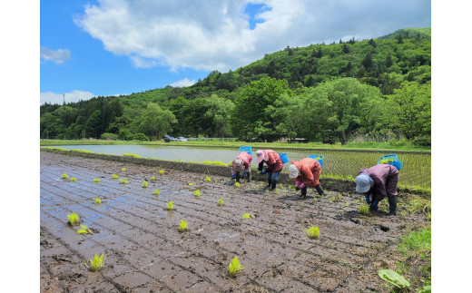 令和6年産 無肥料 無農薬 の ササニシキ 玄米 3kg 勘六縁 の お米 新米 【栽培期間中農薬不使用】