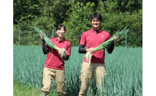 ＜こと京都＞ きざみ 九条ねぎ【冷凍・カップ】1.2kg （50g×24p) 《京都 伝統野菜 ネギ 使い切り 小分け ミニ 紙カップ》
※離島への配送不可