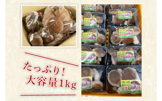 「思いやり型返礼品」特選菌床生しいたけ1kg【椎茸 シイタケ 肉厚 無農薬】(CE102)