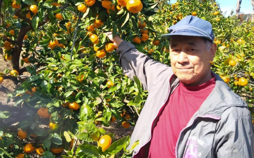 長崎県産 訳あり 温州 みかん 10kg