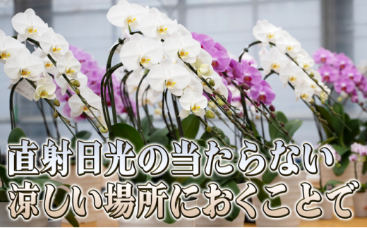 赤平長持ち胡蝶蘭白花大輪3本立て（36輪以上）