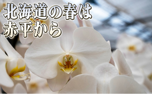 赤平長持ち胡蝶蘭白花大輪3本立て（36輪以上）