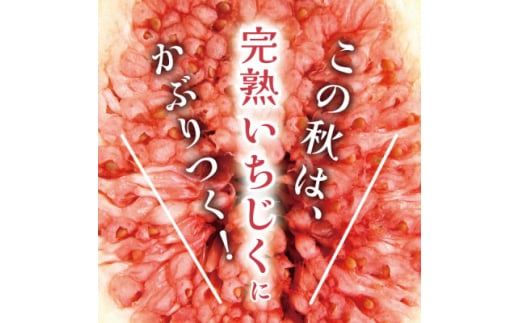 ＜大粒生食用＞完熟いちじく約1kg バナナのようにネットリ甘い バナーネ【1506108】