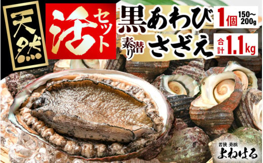 日本海若狭湾の素潜り 天然 活黒アワビ 中サイズ 1個 ＆ 活サザエ 1.1kg【入手困難 クロアワビ 黒あわび 鮑 あわび さざえ 刺身 つぼ焼き バター焼き】 [m17-b006]