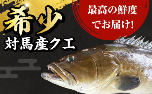 【24年11月より順次発送】対馬産 幻の高級魚 クエ 2kg《対馬市》【保家商事】 くえ 高級魚 アラ 魚 クエ 希少 人気 ランキング 冷凍 対馬 長崎 九州 つしま 対馬市 海鮮 魚介 [WAA003]