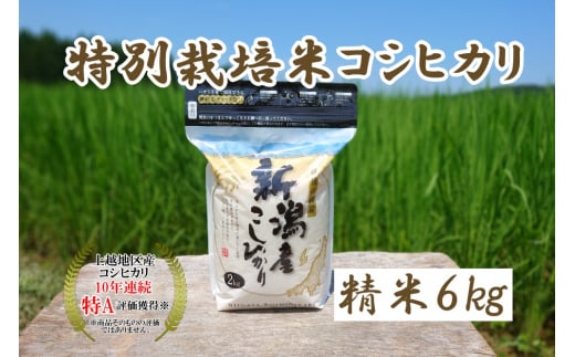 米 令和5年産 新潟上越三和産 特別栽培米コシヒカリ6kg 精米 こしひかり コシヒカリ お米 こめ 新潟 新潟産