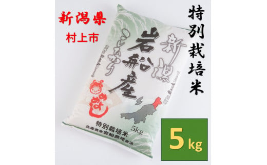 【令和6年産米】特別栽培米  岩船産 コシヒカリ5kg