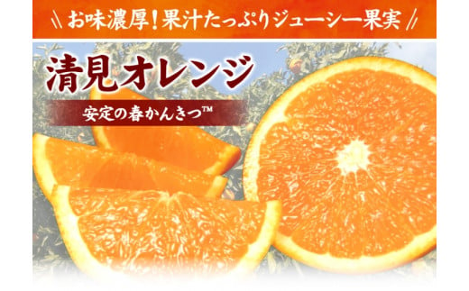 清見オレンジ約8kg / 果実サイズおまかせ ※2025年2月中旬～2025年4月下旬頃に発送予定　紀伊国屋文左衛門本舗【kstb401B】