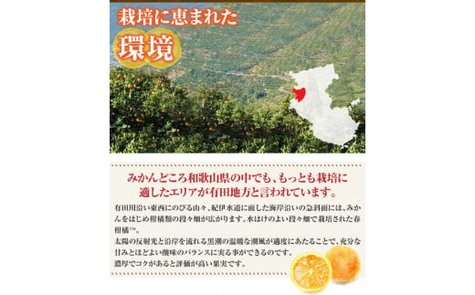 清見オレンジ約8kg / 果実サイズおまかせ ※2025年2月中旬～2025年4月下旬頃に発送予定　紀伊国屋文左衛門本舗【kstb401B】