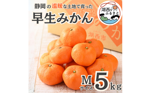 ＜先行受付＞＜11月より順次出荷予定＞早生みかん約5kg Mサイズ〔鈴木農園〕【1510109】