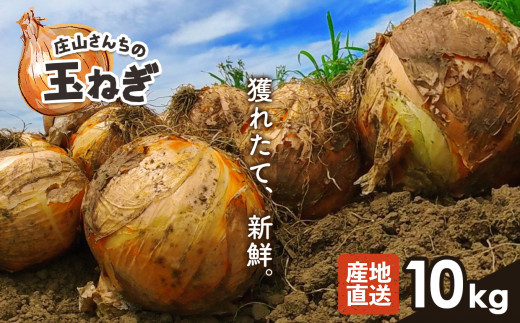 玉ねぎ『庄山さんち』の玉ねぎ 10kg ＜2024年5月下旬頃より順次発送＞ | 熊本県 和水町 くまもと なごみまち 野菜 季節限定 玉ねぎ タマネギ たまねぎ