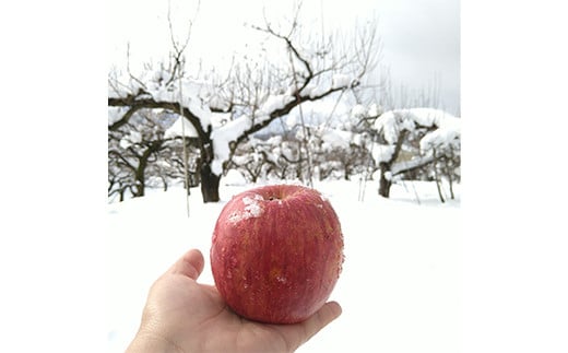 〈訳あり ちょっと規格外〉 雪んこ 完熟ふじりんご 約10kg 《令和7年1月上旬～発送》 【全国りんご選手権 銀賞】 『船中農園』 山形県 南陽市 [1405]