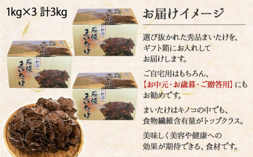 新潟県 南魚沼産 厳選 国産 石坂 高級 舞茸 産地直送 1kg ×3箱 計3kg 石坂きのこ