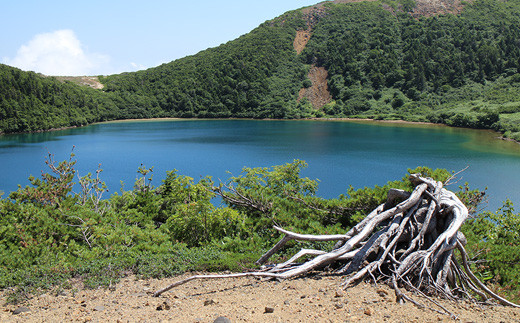 吾妻五葉松の自生地（五色沼・福島市）