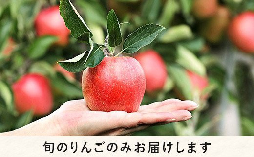 りんご シナノスイート 贅沢な 家庭用 2.8kg 信州りんご☆小山園☆ 沖縄県への配送不可 2024年10月中旬頃から2024年11月上旬頃まで順次発送予定 令和6年度収穫分 エコファーマー認定 小山園 信州 果物 フルーツ リンゴ 林檎 長野 11000円 予約 農家直送 長野県 飯綱町 [1057]