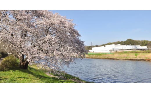 ＜毎月定期便＞〈2024年10月より順次発送〉きむら農園の完熟フルーツミ ニトマト 約1kg全3回【4053057】