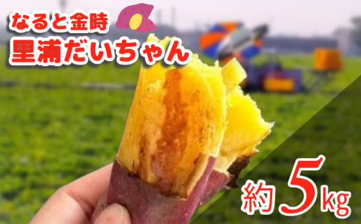 鳴門産 さつまいも 『 里浦だいちゃん 』 5kg | なると金時 甘い ホクホク スイーツ 焼き芋 干し芋 天ぷら サラダ けんぴ きんつば