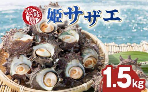 壱岐島 姫サザエ 合計約1.5kg 《壱岐市》【マルショウ水産】[JBB005] 16000 16000円 お刺身 産地直送 冷蔵配送 サザエ さざえ 栄螺 つぼ焼き 冷蔵 生 刺身 BBQ