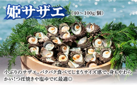 壱岐島 姫サザエ 合計約1.5kg 《壱岐市》【マルショウ水産】[JBB005] 16000 16000円 お刺身 産地直送 冷蔵配送 サザエ さざえ 栄螺 つぼ焼き 冷蔵 生 刺身 BBQ