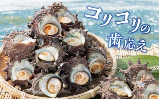 壱岐島 姫サザエ 合計約1.5kg 《壱岐市》【マルショウ水産】[JBB005] 16000 16000円 お刺身 産地直送 冷蔵配送 サザエ さざえ 栄螺 つぼ焼き 冷蔵 生 刺身 BBQ