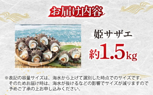 壱岐島 姫サザエ 合計約1.5kg 《壱岐市》【マルショウ水産】[JBB005] 16000 16000円 お刺身 産地直送 冷蔵配送 サザエ さざえ 栄螺 つぼ焼き 冷蔵 生 刺身 BBQ