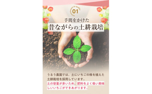 ＜予約受付中！2025年1月より順次発送予定＞冷凍あまおう(計2kg・1kg×2袋)  いちご イチゴ 苺＜離島配送不可＞【ksg0438】【うるう農園】