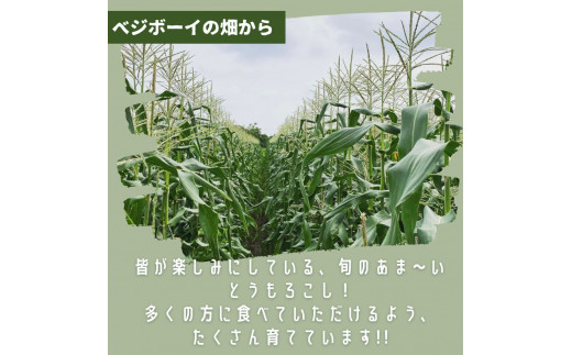 朝採りとうもろこし ピュアホワイト 10本～12本 2024年産先行予約 白いとうもろこし