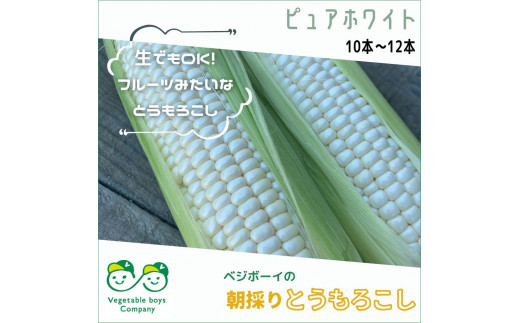 朝採りとうもろこし ピュアホワイト 10本～12本 2024年産先行予約 白いとうもろこし