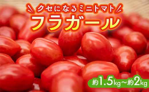 ミニトマト『フラガール』1.5ｋｇ～２ｋｇ