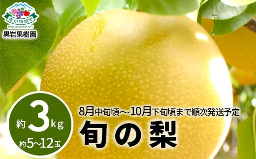 [No.5657-3517]旬の梨 約3kg (約5～12玉) 《黒岩果樹園》■2025年発送■※8月中旬頃～10月下旬頃まで順次発送予定