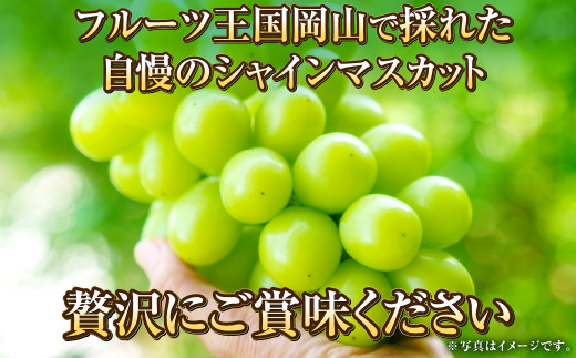 岡山県産 シャインマスカット 晴王 約700g（700g×1房） 【2024年8月下旬～11月下旬迄発送予定】