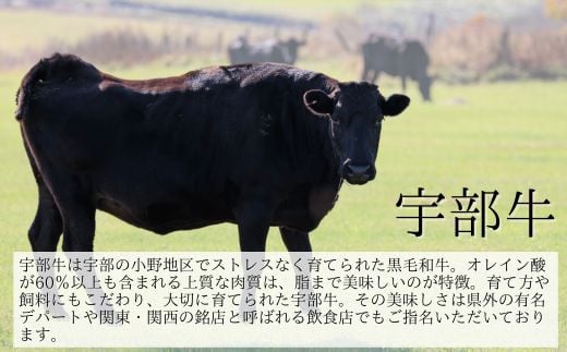 【山口宇部牛】社長おまかせ＜３万円コース＞黒毛和牛Ａ５ランク宇部牛【山口県 宇部市 牛 牛肉 黒毛 和牛 A5ランク ブランド 山口県唯一 地元発ブランド牛 希少 まちのお肉屋さん ストレスフリー オレイン酸60％以上 脂まで柔らかい おいしい 旨味 リピート】