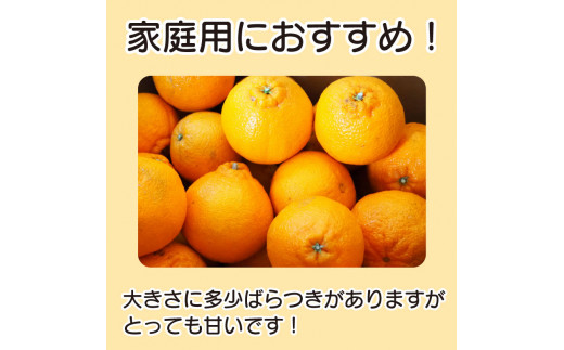 【 先行予約 】 しらぬい 不知火 3kg 家庭用 10~12個入り みかん 柑橘 サイズ不揃い 糖度13以上 果物 フルーツ 柑橘 徳島県 阿波市産 宮田農園