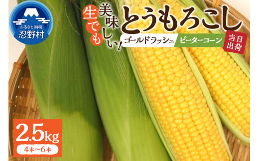 《先行予約》 富士北麓忍野村の気候、水、自然で作られた朝採りトウモロコシ《ピーターコーン・ゴールドラッシュ》詰め合わせセット4本～6本（約2.5㎏）※2025年8月上旬～9月下旬頃に順次発送予定