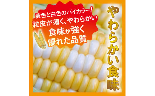 《先行予約》 富士北麓忍野村の気候、水、自然で作られた朝採りトウモロコシ《ピーターコーン・ゴールドラッシュ》詰め合わせセット4本～6本（約2.5㎏）※2025年8月上旬～9月下旬頃に順次発送予定