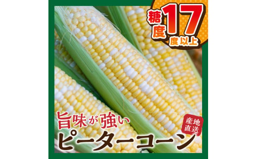 《先行予約》 富士北麓忍野村の気候、水、自然で作られた朝採りトウモロコシ《ピーターコーン・ゴールドラッシュ》詰め合わせセット4本～6本（約2.5㎏）※2025年8月上旬～9月下旬頃に順次発送予定